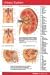Book Urinary System