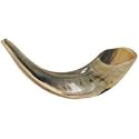 Medium Shofar (Rams Horn)