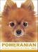   - THE DOG Notecard Vol. 1 - Pomeranian