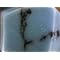 Portable Digital Microscope Cameras