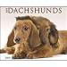 dachshund42 - Just Dachshunds 2009 Wall Calendar