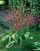 ALLIUM SCHUBERTII X 9