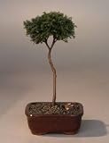 Blue Moss Cypress Bonsai Tree - Standard Upright.(chamecyparis glauca minima)