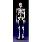 Model:Human Skeleton Life-Sized Size w Stand Wheels