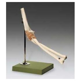 Functional Elbow Joint Model
