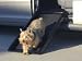 Pet Supplies : Simpson Ventures Mr. Herzher's Smart Ramp Jr