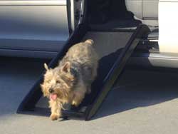 Childrens Toyshop  Pet Supplies : Simpson Ventures Mr. Herzher's Smart Ramp Jr