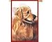 golden retriever - Golden Retriever