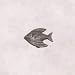 Hickory PA0115-VP Angel Fish Knob