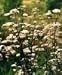 Organic Valerian 50 Seeds