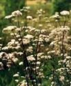 Organic Valerian