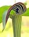 Jack in the Pulpit (Arisaema Triphyllum)