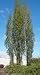 Lombardy Poplar
