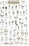 Mac's Field Guides to Southeast Garden Bugs (Mac's Field Guides)