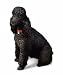 Dog & Pups Galore - Black Poodle