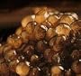 American Paddlefish Caviar 'Malossol' - 1 oz/28.5 gr..