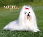 For the Love of Maltese 2008 Deluxe Wall Calendar - Dog Calendars