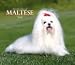   - For the Love of Maltese 2008 Deluxe Wall Calendar - Dog Calendars
