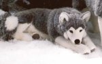 Kösener 3870 - Husky, liegend Kösener 3870 - Husky, liegend