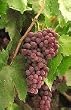 Flame Grape Vine One Gallon Plant