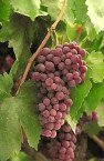 Flame Grape Vine One Gallon Plant