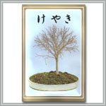 Bonsai Tree Gray Bark Elm - Japanese Zelkova Seeds