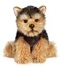 Animal Shorts - Webkinz SHORT HAIRED YORKIE Signature Series
