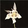 Image of album by Fridge