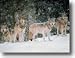Wolves of the Wild : Screen Saver & Wallpaper