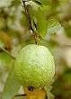 Tropic Pink Guava Tree Five Gallon