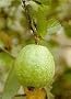 Tropic Pink Guava Tree Five Gallon