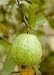 Tropic Pink Guava Tree Five Gallon