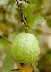 Guava Tree
