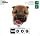 THE DOG�`Shiba
