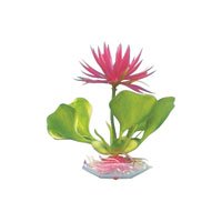 Water Hyacinth - 5 in. - Purple