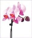 Phalaenopsis Orchid