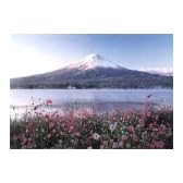四季の詩 500ピース 秋桜と富士 (38cm×53cm、対応パネルNo.5-B)