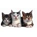 Three Kittens Die-Cut Photographic Magnet