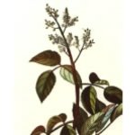 anxiety and depression: Sandalwood Amyris Pure Essential Oil. Amyris balsamifera. 30ml
