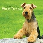 Welsh Terriers 2009 Wall Calendar