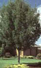 Raywood Ash Tree Five Gallon