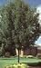 Raywood Ash Tree Five Gallon