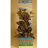 Bacopa Caronliniana - BACOPA CORINIANA 12