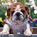 Bulldog Puppies 2009 Mini Wall Calendar