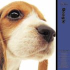 THE DOG �r�[�O�� 2005�N�x �J�����_�[
