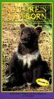 Nature's Newborn: Bear - Bighorn Sheep - Mountain Goats by Diamond Entertainment