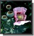 Opium Poppy - Seed Pack Hens and Chicks