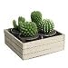 Set Of Four Cacti Candles In Metal Pots