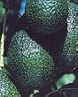 Little Cado Dwarf Avocado Tree Five Gallon