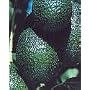 Fuerte Avocado Tree Five Gallon